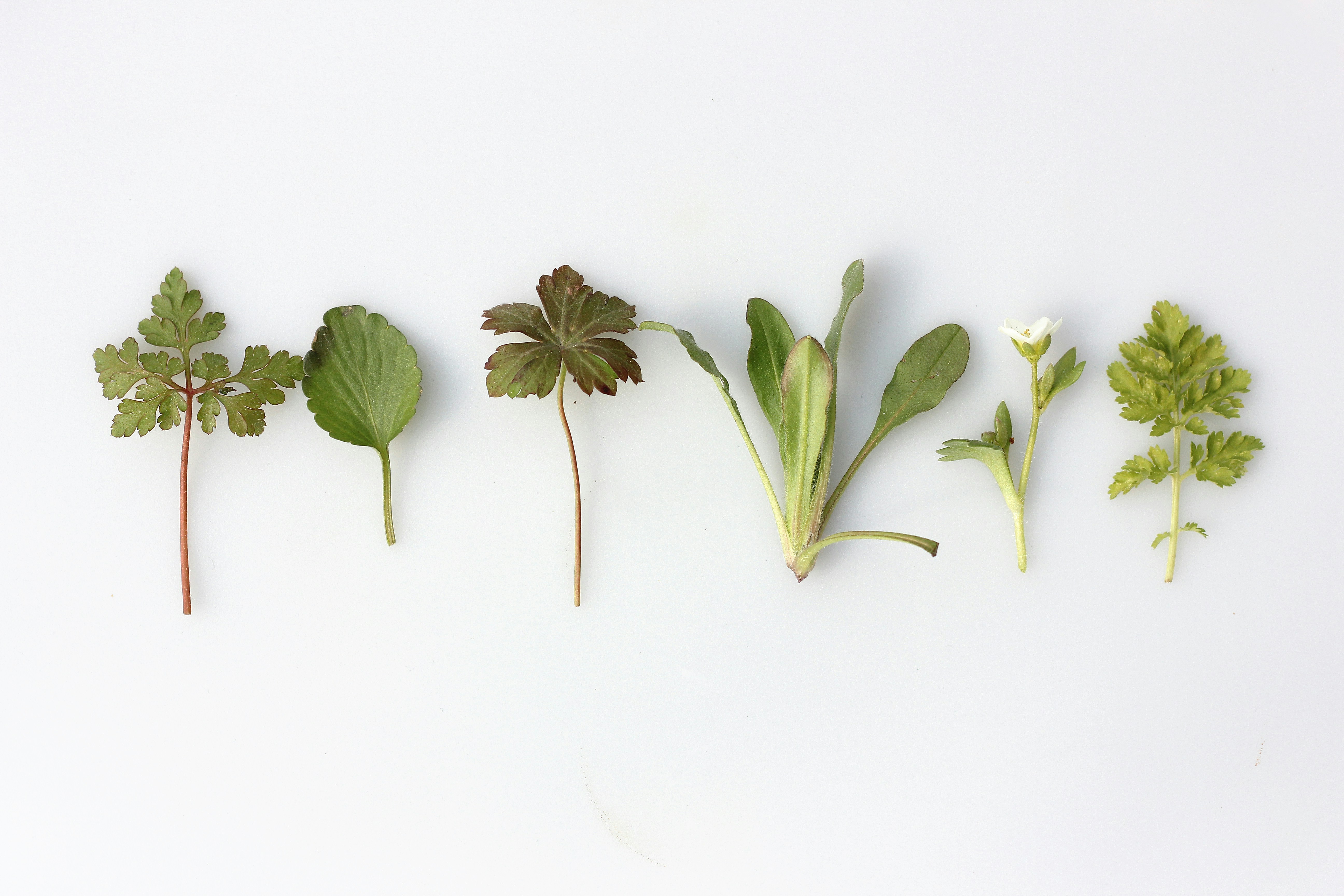 verdure a foglia fresche